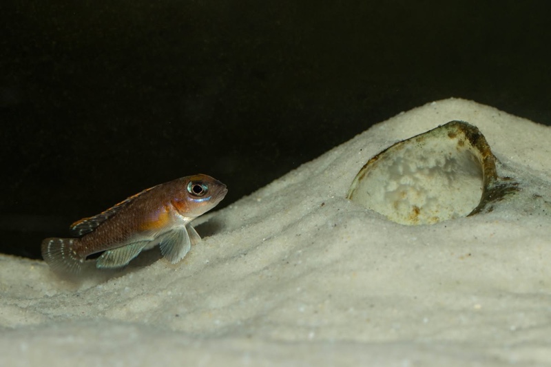 Lamprologus ornatipinnis 'Mwamgongo'